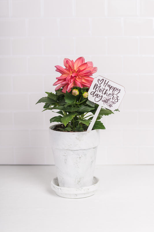 Mother's Day Plant Poke