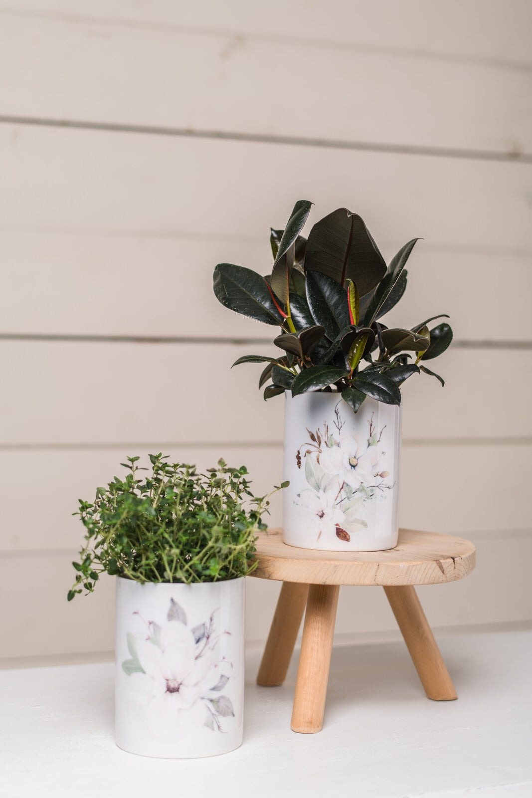 Magnolia Plant Pot