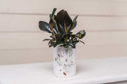 Magnolia Plant Pot